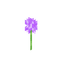 Fiore d'aglio