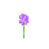 Allium image