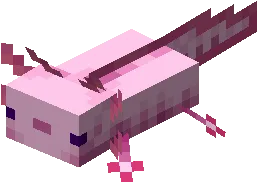 Axolotl
