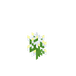 Houstonia caerulea