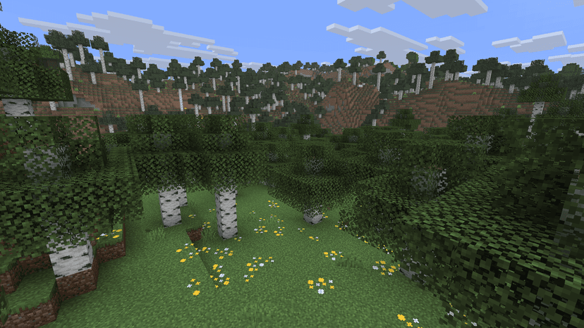 Birch Forest