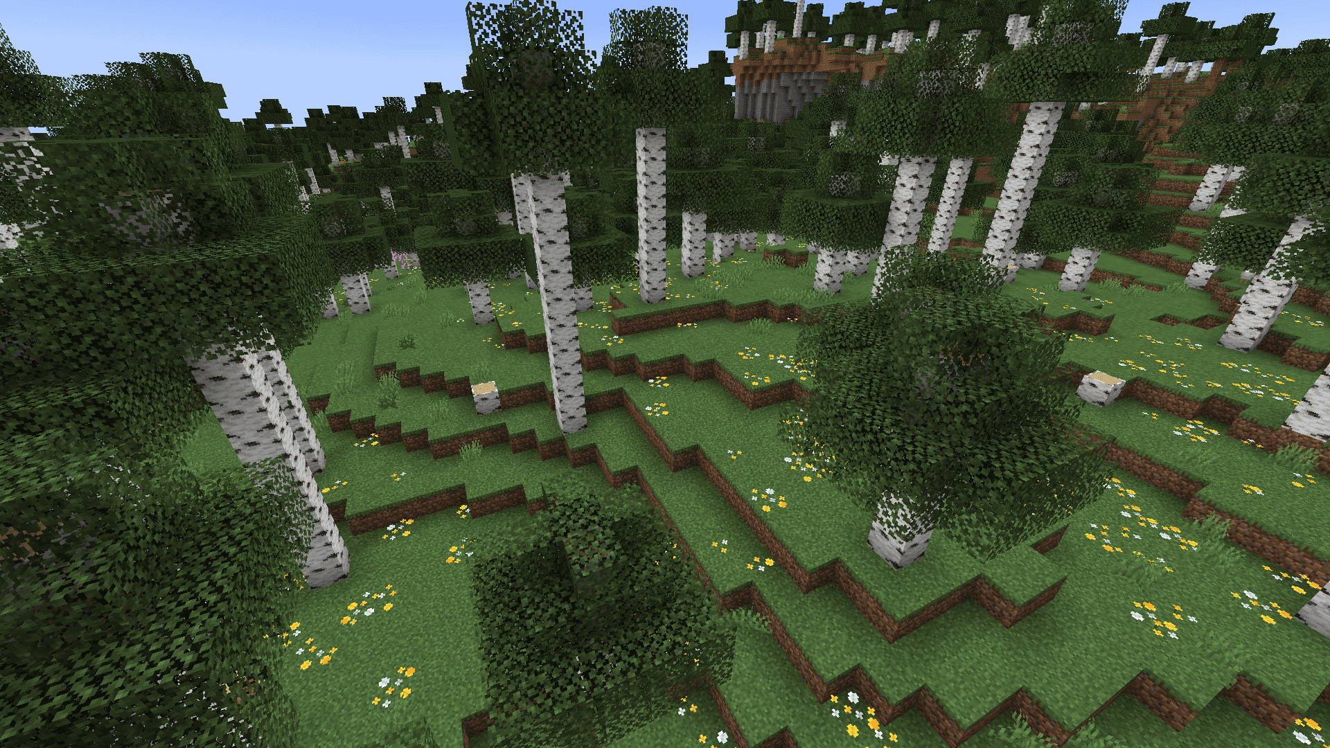 Old Growth Birch Forest image