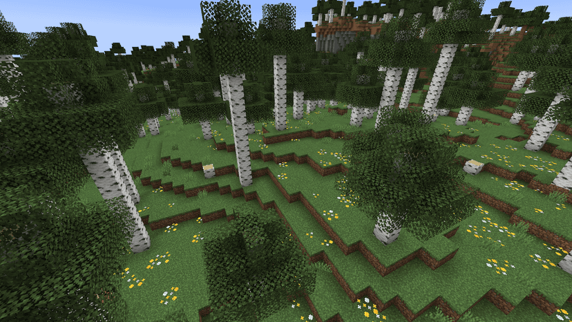 Old Growth Birch Forest