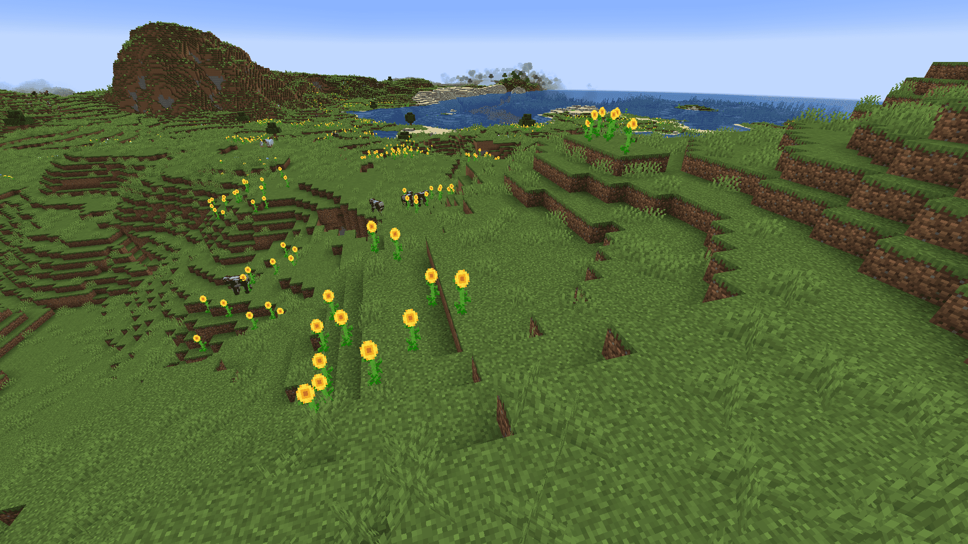 Sunflower Plains image