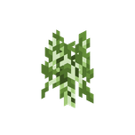 Björkplanta