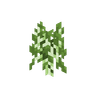 Birch Sapling image