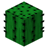 Cactus image