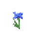 Kornblomst