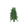 Fern image