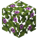 Blomstrende asaleablader