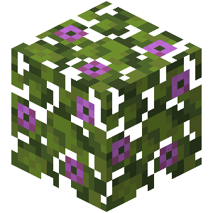 Feuilles d’azalée en fleurs