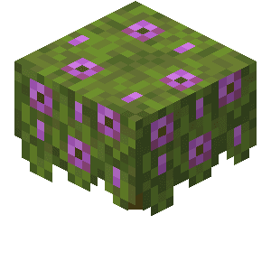 Blomstrende azalea image