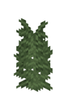 Large Fern image