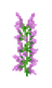 Lillà