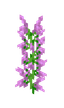Lillà