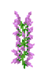 Lilac image