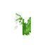 Convalaria