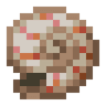 Nautilus Shell image