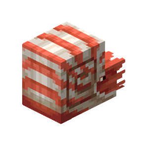 Nautilus