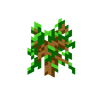 Oak Sapling image