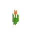 Tulipa Laranja