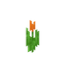 Oransje tulipan