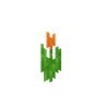 Orange Tulip image