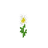 Oxeye Daisy