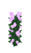 Pivoine