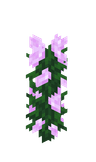 Peony image