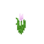 Tulipa Rosa