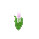 Rosa tulipan