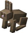 Rabbit image
