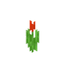Rød tulipan