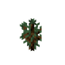Spruce Sapling image