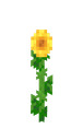Solsikke