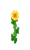 Sunflower image