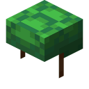 Carapace de tortue