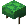 Turtle Shell image