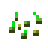 Насіння пшениці image