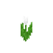 Hvit tulipan