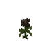 Wither Rose image