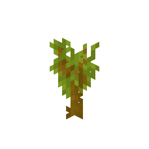 Acacia Sapling image