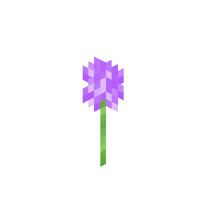 Allium image