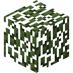 Birch Leaves image
