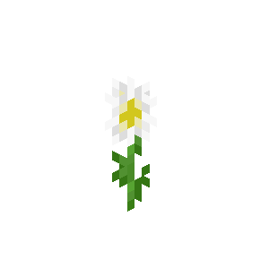 Oxeye Daisy image