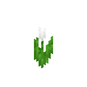 White Tulip image